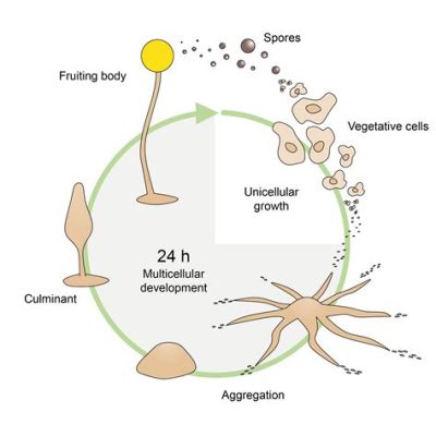  Dictyostelium Discoideum: A Single-Celled Superstar Embracing Sociality and Forming Remarkable Multicellular Structures!