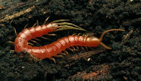  Lophochernes! A Creature That Crawls Like a Millipede But Has Pincer-Like Appendages