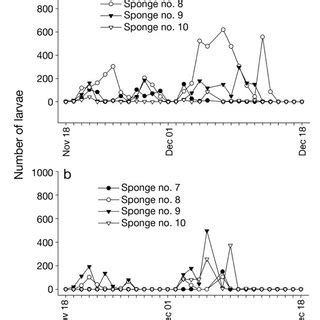  Luffariella Variabilis: Unveiling the Mysteries of an Unassuming Sponge That Lives a Secretive Life Hidden Within Coral Reefs!