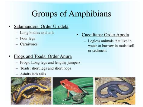  Urodela! Lovable Amphibians Sporting Tails for a Lifetime!