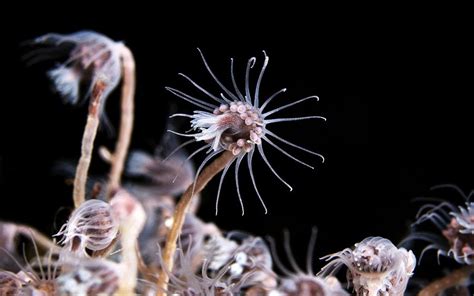  Wongella! A Hydrozoan Colony Exhibiting Both Elegant Simplicity and Dazzling Complexity