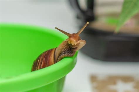  Achatina: A Curious Terrestrial Snail With An Unquenchable Thirst For Moisture!