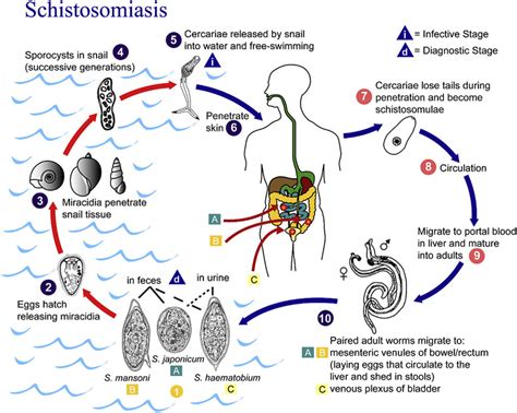  Apicomplexa Là Gì? Khám Phá Vòng Đời Bí Ẩn Của Một Tổ Chức Giun Sống Kí Sinh!