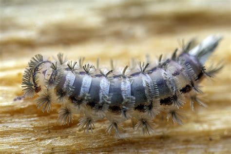  Bristle Millipede: A Miniature Armored Knight with Legs for Days!