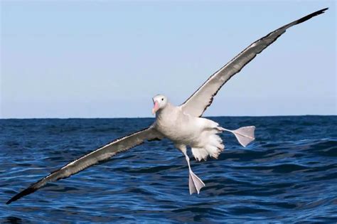  Chim Albatross:  Một loài chim biển kiêu hãnh với khả năng lướt trên không trung vô song và sự bền bỉ phi thường!