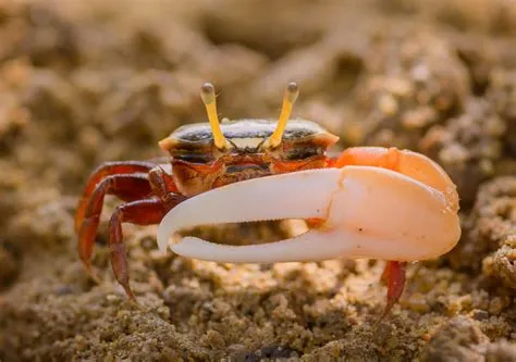  Fiddler Crab: A Creature With One Claw That Can Steal Your Heart!