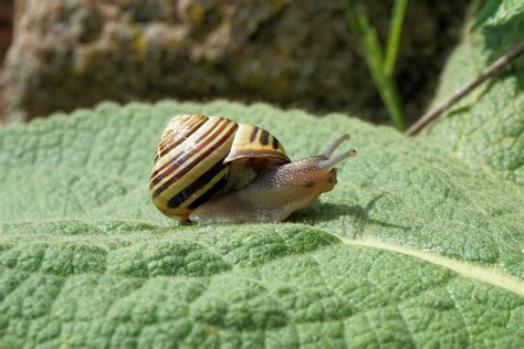  Garden Snail: A Masterful Mollusk Moving Through Time With its Shimmering Shell!