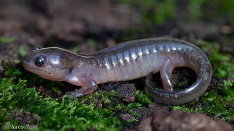  Salamander: A Creature Both Slithery And Spotless!