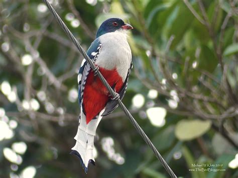  Trogon - Chim Thiên Đường Lửa: Một Họa Tác Sống Động Rực Rỡ Màu Sắc Và Tiếng Hót Cao Vút!