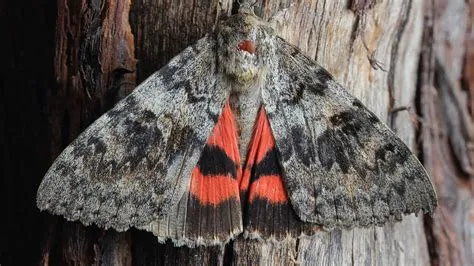  Unsolved Mysteries:  Why Does the Underwing Moth Choose To Hide Its Stunning Wings?