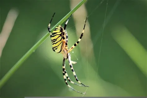  Yellow Garden Spider: Its Golden Webs Sparkle Like Tiny Stars Amidst Green Foliage!