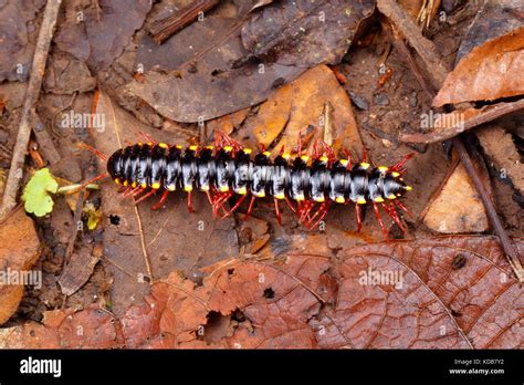  Yellow-Tailed Millipede:  An Exquisitely Armored Wonder Crawling through Forest Litter