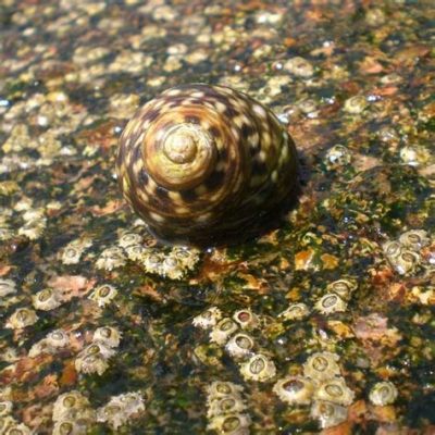  Zipper Snail: A Master of Camouflage and Coastal Connoisseur!